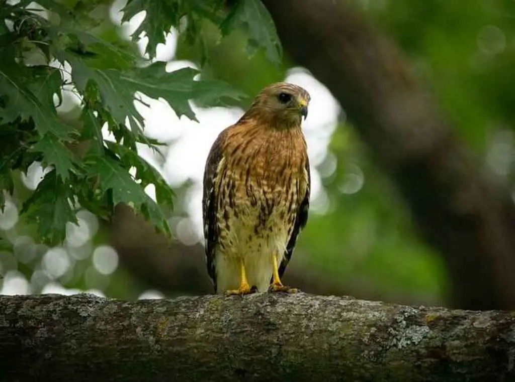 How to Attract Hawks to Your Yard?