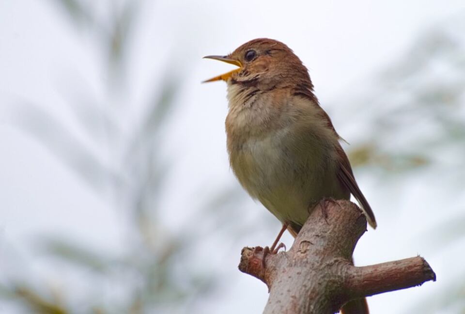 A Common Nightingale singing.