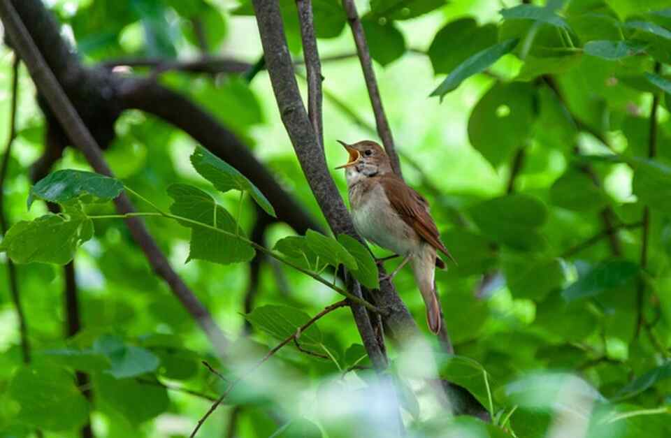 A Common Nightingale perched in a tree singing away.