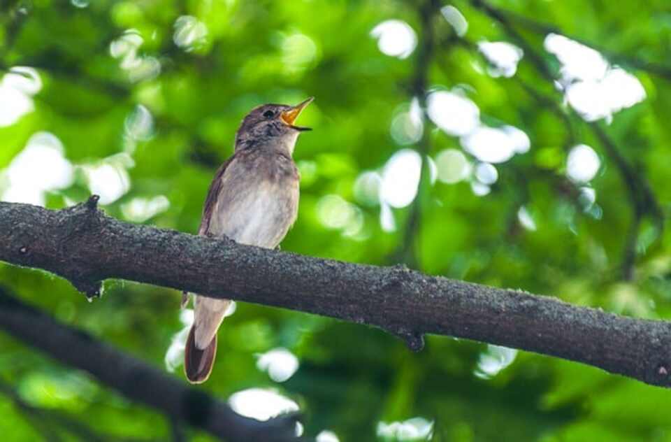 A common nightingale singing in a tree.