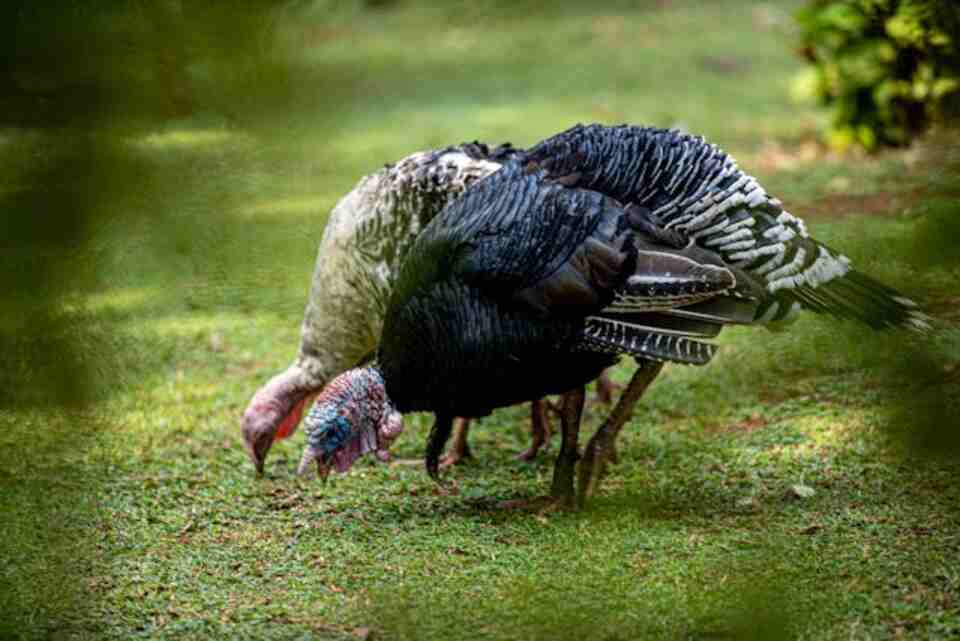 A pair of wild turkeys feeding on someone's property.