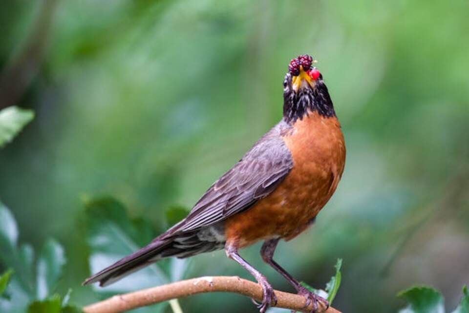 American Robin feeding on berries.