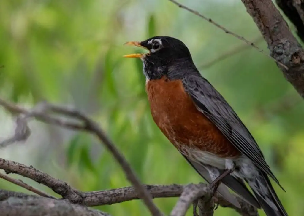 What Do Robins Eat Besides Worms?