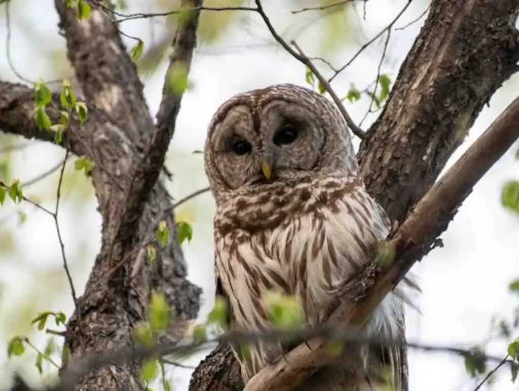 A Barred owl perched in a tree.