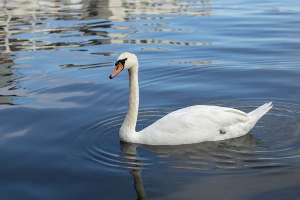 A Mute Swan floating in the water.