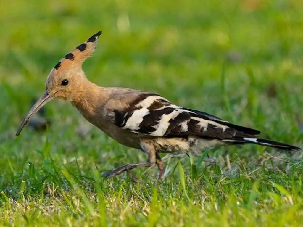 A Eurasian Hoopoe foraging on the ground.