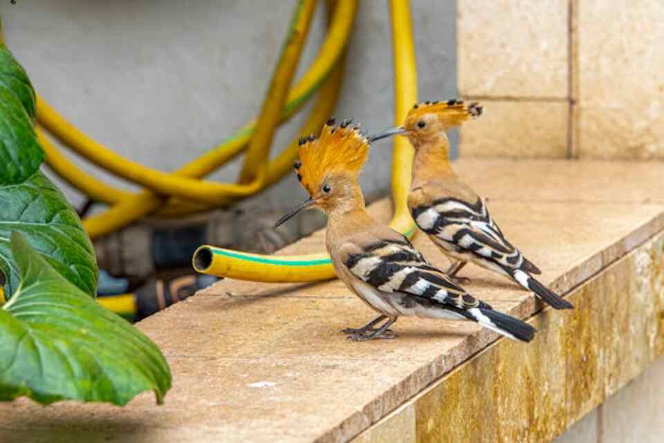 A pair of Eurasian Hoopoes perched on a ledge.