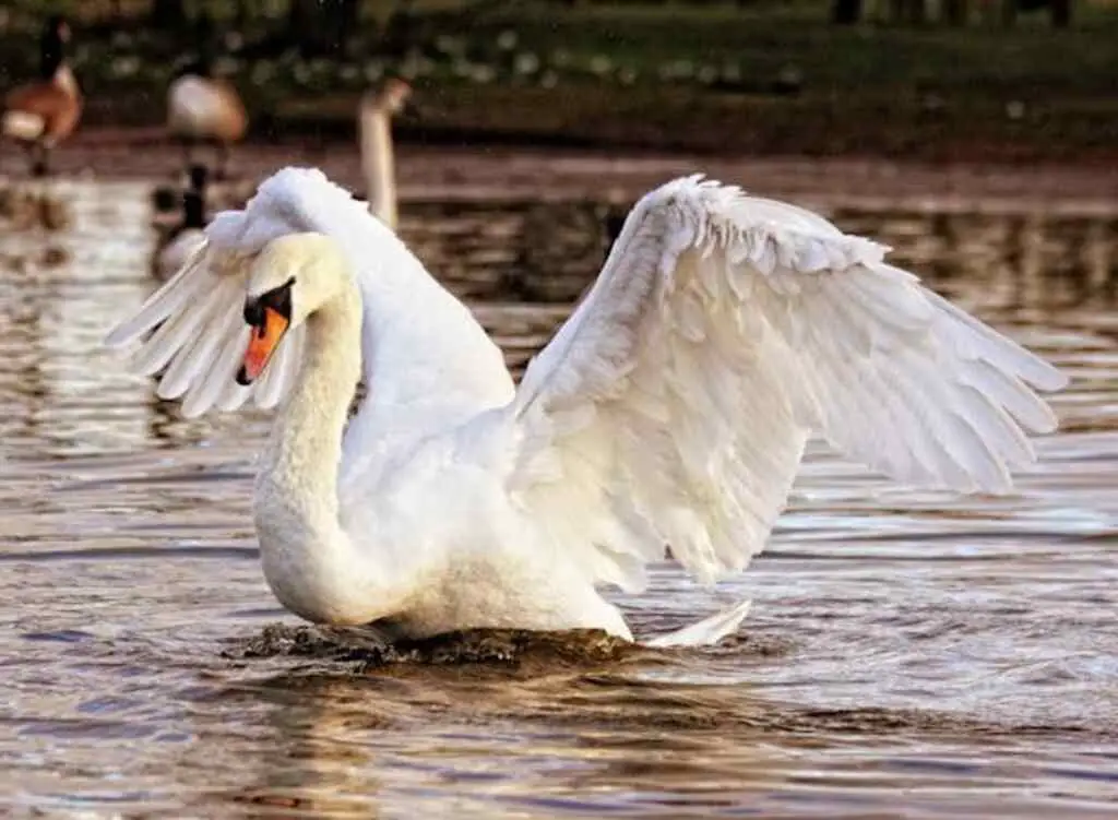 How to Attract Swans to Your Pond?