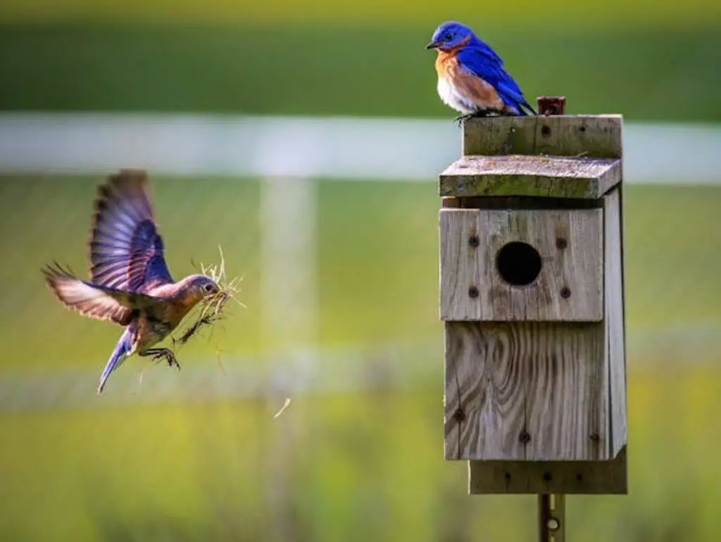 What Not to Do When Setting Up Your Birdhouse