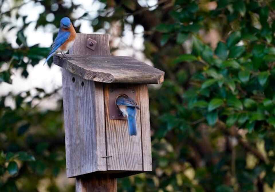 A pair of Eastern Bluebirds building a nest in a nestbox.