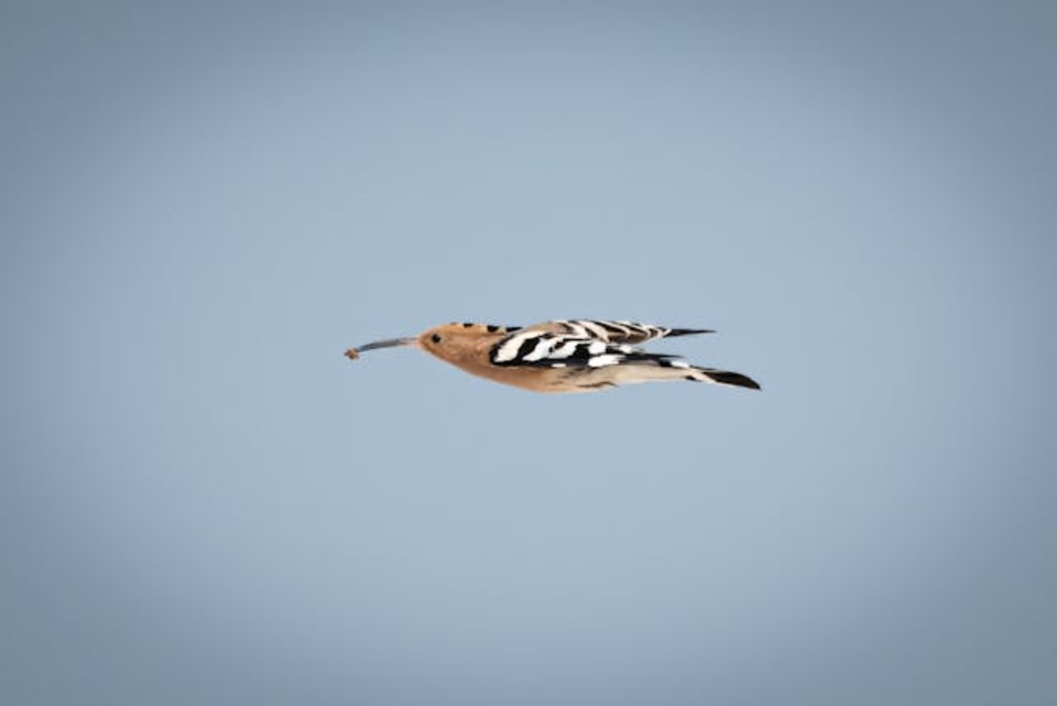 A Eurasian Hoopoe flying with food in its beak.