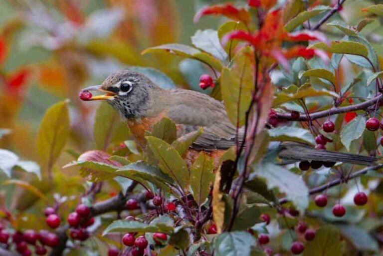 What Do Robins Eat Besides Worms What Do Robins Eat Besides Worms