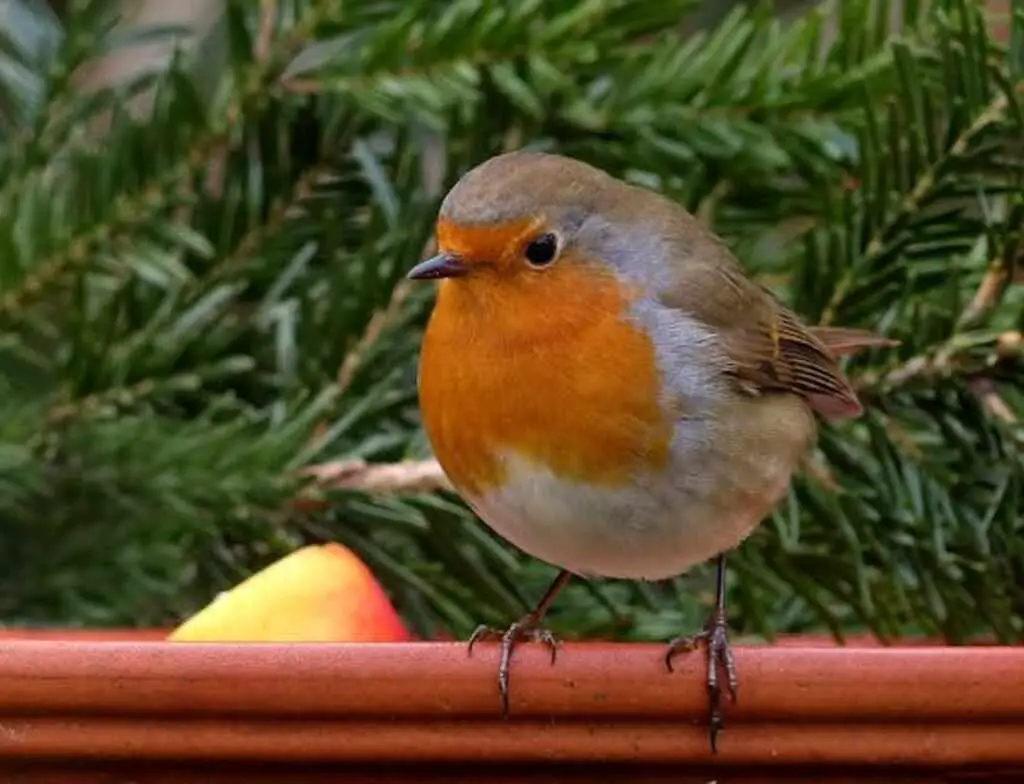 A European Robin perched on a fence.