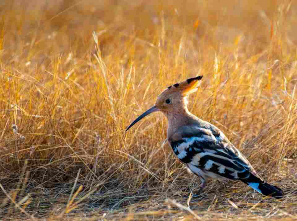 Close up of Eurasian Hoopoe foraging in a field.
