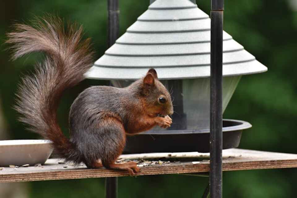 A squirrel eating birdseed from a feeder.