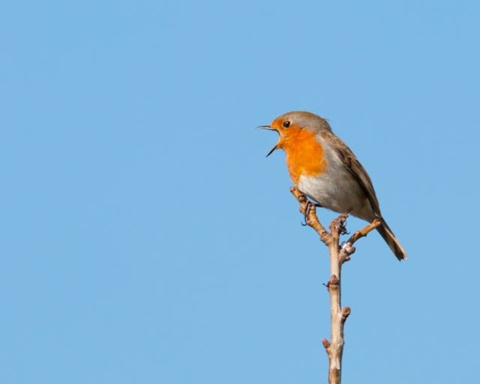 A European Robin perched on a tree branch singing.