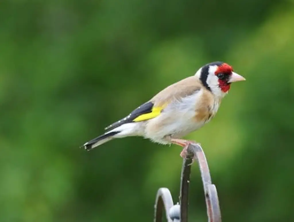 A European Goldfinch perched on a fence.