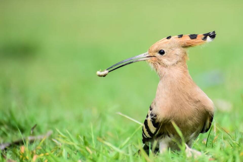 Close up of Eurasian Hoopoe eating.