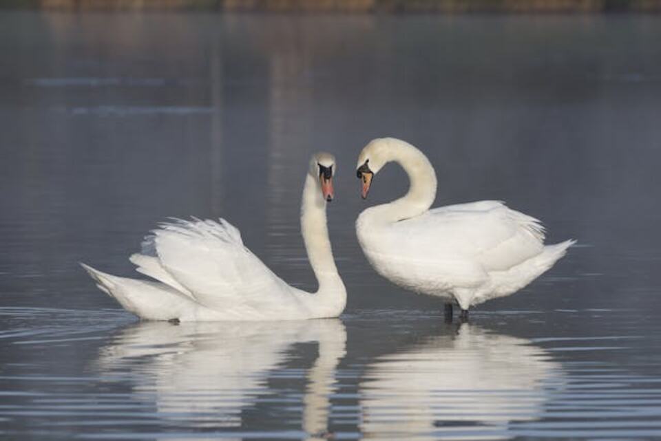 A pair of Mute Swans.