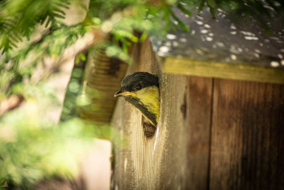 A small bird peeking its head out of a birdhouse.