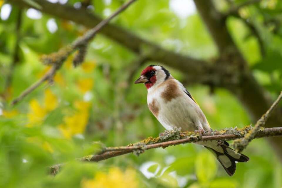 A European Goldfinch perched in a tree.