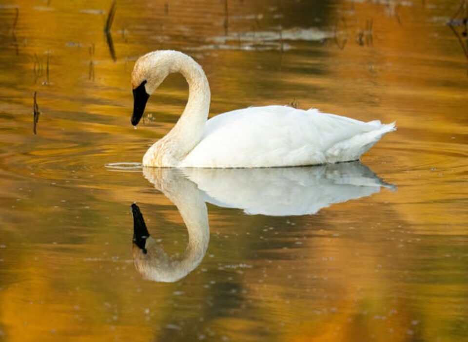 A Trumpeter Swan gliding through the water.