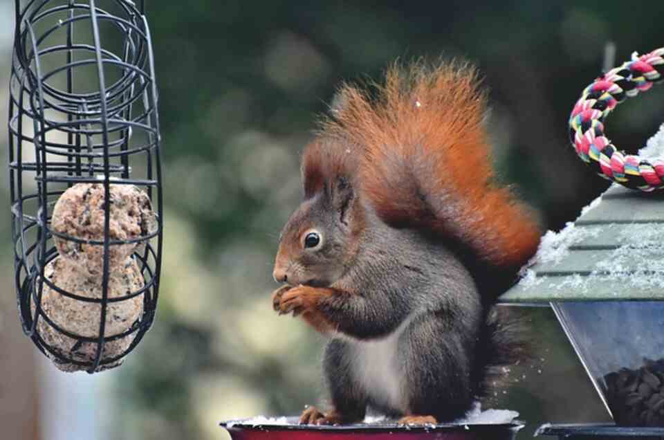 A squirrel raiding a feeder.