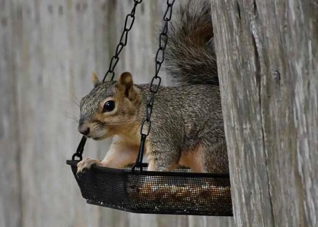 Prevent Squirrels from Raiding Your Bird Feeder.