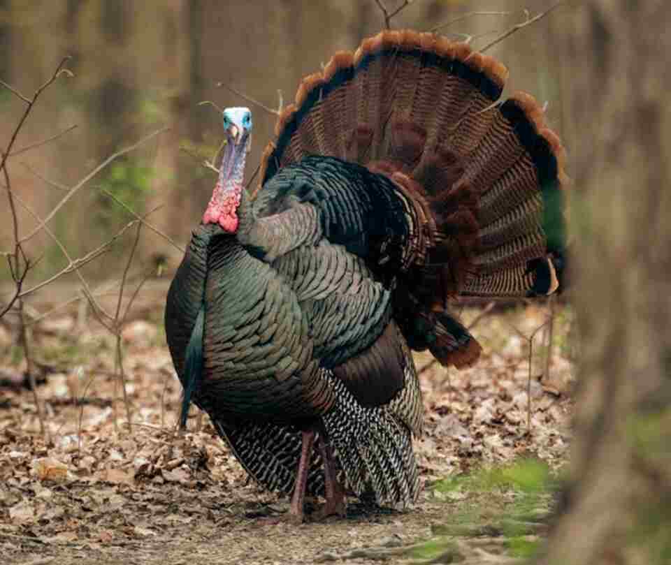 A wild turkey in a field.