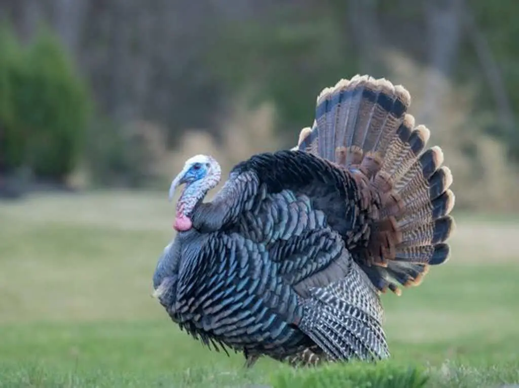 A wild turkey roaming around in a yard.