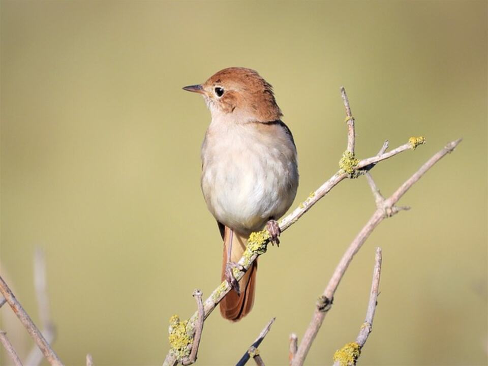 A curious Common Nightingale perched on a thin branch.