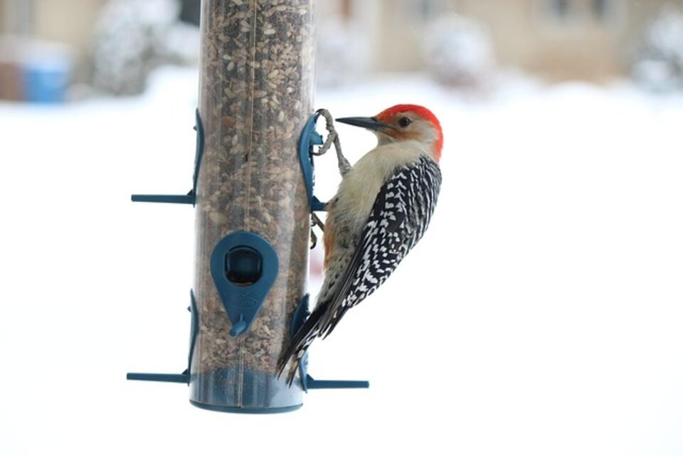 A Red-bellied Woodpecker feeding in winter.