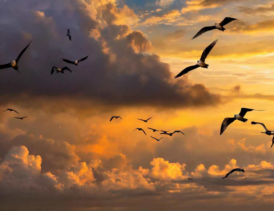 A look at bird migration during sunset.