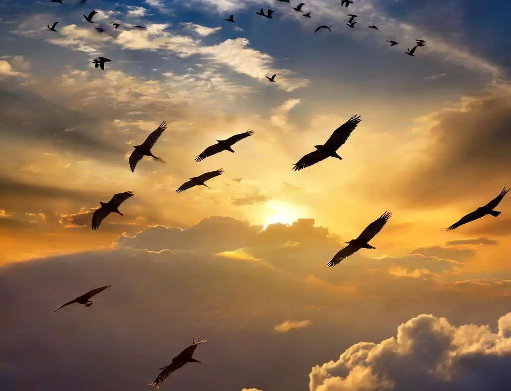 A large group of birds migrating during sunset.