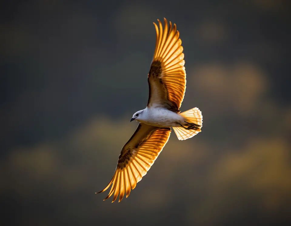 A dynamic shot of a bird soaring mid-air with wings spread wide, captured using a fast shutter speed to freeze the motion, with a blurred background emphasizing the bird's graceful flight.