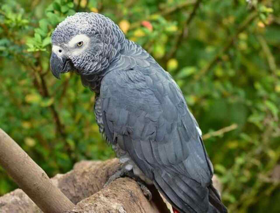 An African Grey Parrot perched in a tree.