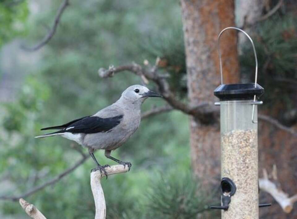 A Clarks Nutcracker perched near a bird feeder.