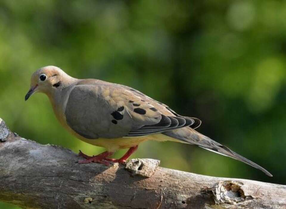 A Mourning Dove perched in a tree.