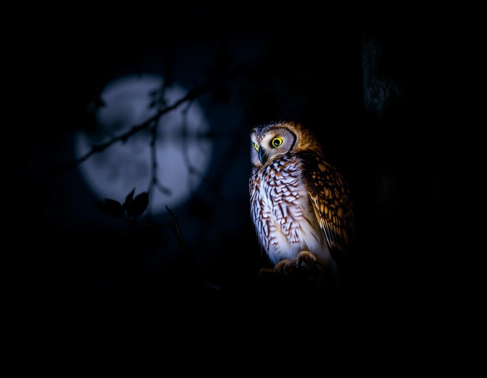 An owl perched in a tree at night.