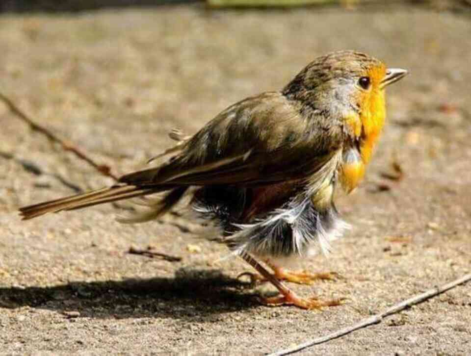 A European Robin molting.