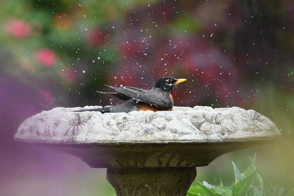 An American Robin cooling itself off in a bird bath on a hot summer day.