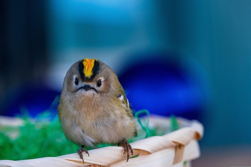 A Goldcrest perched on a small table.