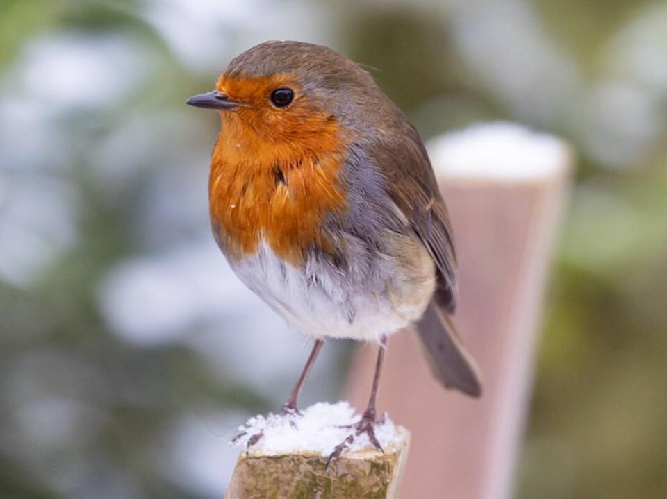 A European Robin perched on a pole.