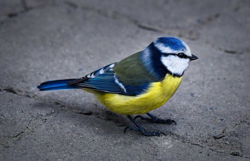 A Eurasian Blue Tit foraging on the ground.