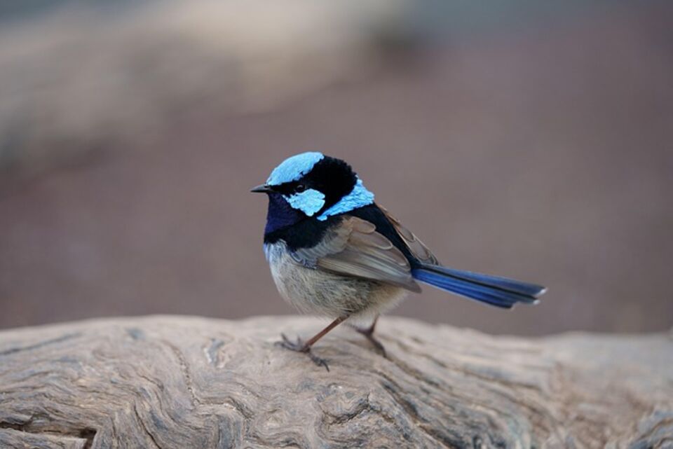 A Superb Fairywren perched on a large rock.