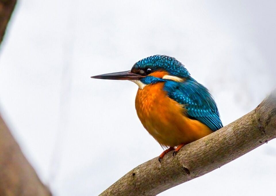 A Common Kingfisher perched on a branch.
