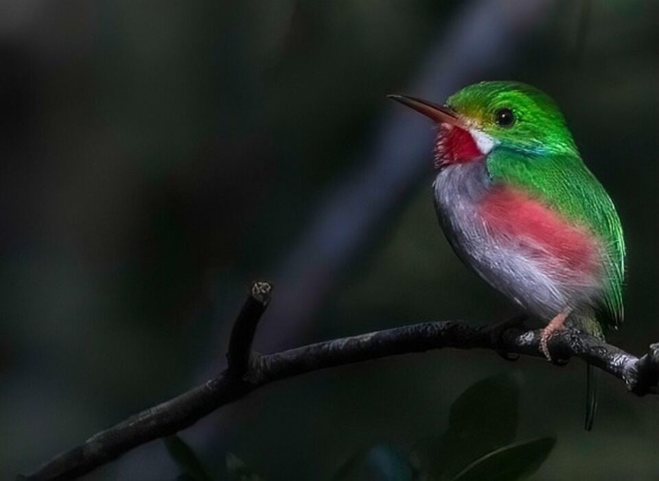 A Cuban Tody perched in a tree.