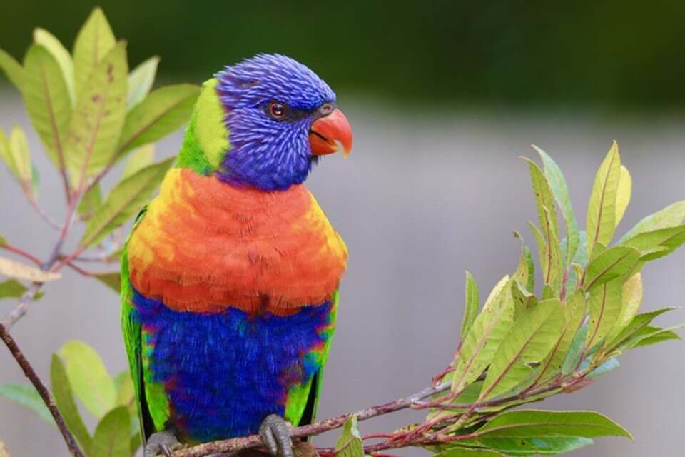 A Rainbow Lorikeet perched in a tree.