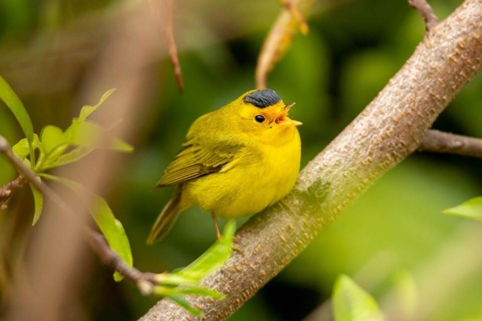 A Wilson's Warbler perched in a tree.