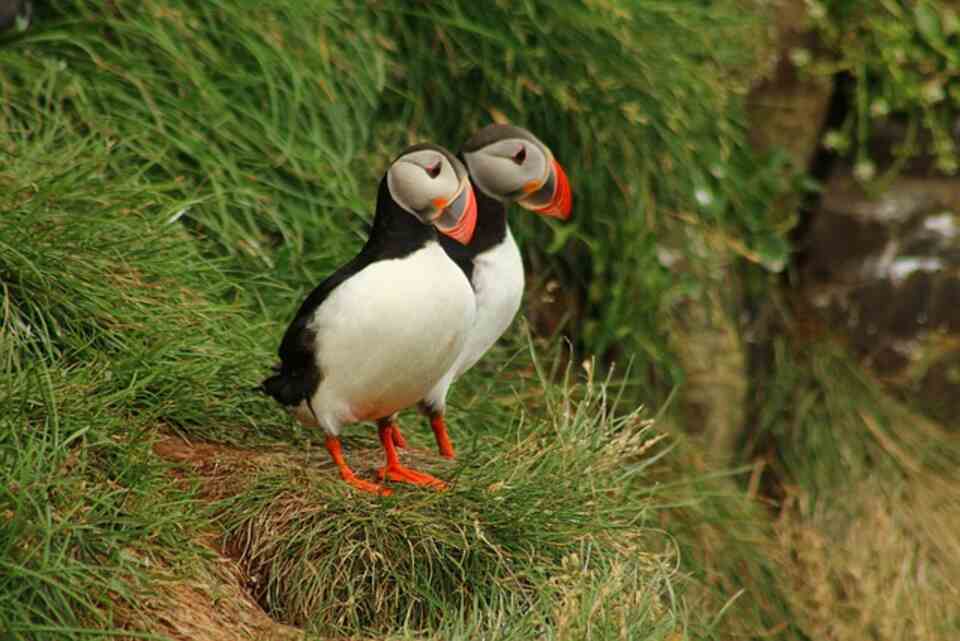 A pair of Atlantic Puffins walking together.